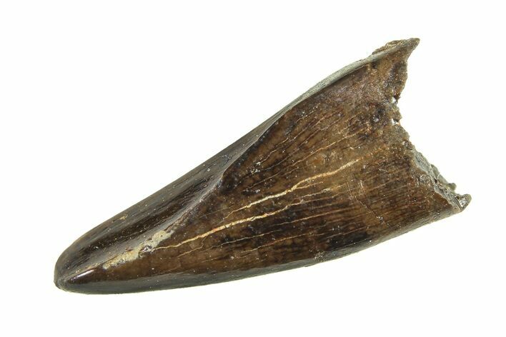 Juvenile Tyrannosaur (Nanotyrannus) Premax Tooth - Montana #338691